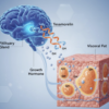 Tesamorelin mechanism of action: GHRH analog stimulating pituitary growth hormone release and IGF-1 production